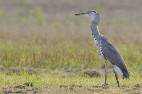 Grey Heron (Ardea cinerea), Baden-Wuerttemberg, Germany