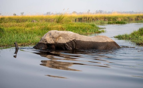 African elephant (Loxodonta africana) swimming in the swamp, Xakanaxa Lagoon, Okavango Delta,
