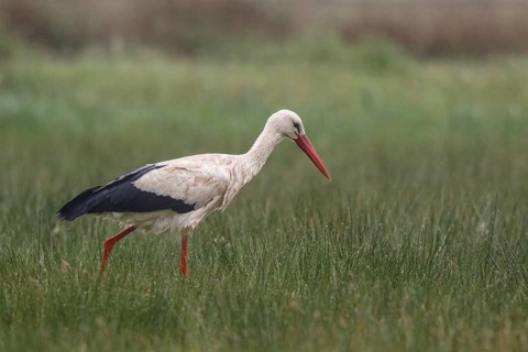 White Stork (Ciconia ciconia) foraging, North Rhine-Westphalia, Germany