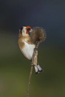 European Goldfinch (Carduelis carduelis), Scotland, United Kingdom