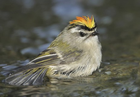 Golden-crowned Kinglet (Regulus satrapa), British Columbia, Canada
