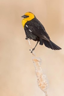 Yellow-headed Blackbird (Xanthocephalus xanthocephalus) in a marsh in Manitoba, Canada
