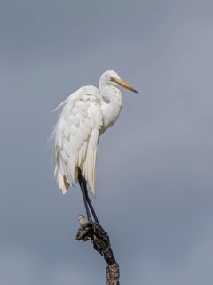 Great Egret (Ardea alba), Sri Lanka