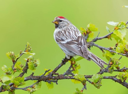 Redpoll, songbird, family of goldfinches, (Carduelis flammea), animals. Birds, Varanger Bird Park,