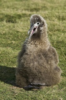 Laysan Albatross (Phoebastria immutabilis), Hawaii, USA