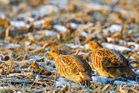 Grey partridge (Perdix perdix) Germany