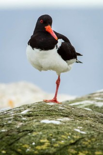 Eurasian Oystercatcher (Haematopus ostralegus) adult, Farne Islands, United Kingdom