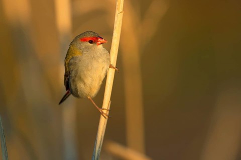 Red-browed Finch (Neochmia temporalis), Victoria, Australia