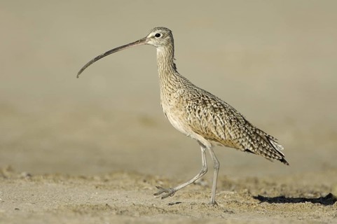 Long-billed Curlew (Numenius americanus), Texas, USA