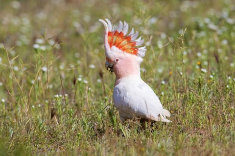 Major Mitchell's Cockatoo (Lophochroa leadbeateri) perched on the ground, Victoria, Australia