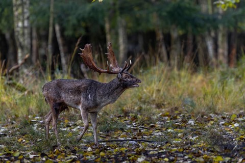 The rutting site in the small forest clearing is visited by various fallow deer (Dama dama),