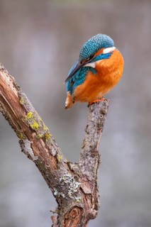 Common kingfisher (Alcedo atthis) observing fish, Tyrol, Austria