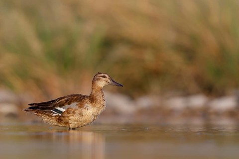 Teal, (Anas crecca), biotope, habitat, foraging, waters, animals, birds, ducks, ducks Salalah,