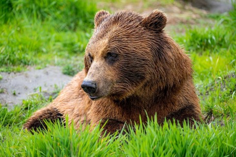 Brown bear (Ursus arctos), animal portrait, Alaska, USA