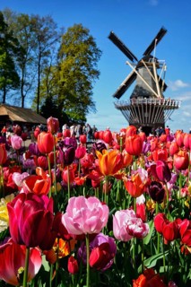 KEUKENHOF, NETHERLANDS, MAY 9, 2017: Blooming pink tulips flowerbed in Keukenhof garden, aka the