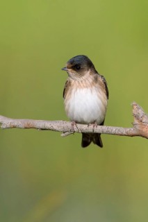 Tree Martin (Petrochelidon nigricans) juvenle, Victoria, Australia
