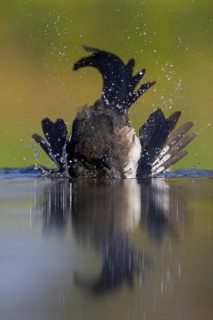 Eurasian Magpie (Pica pica), Rhineland-Palatinate, Germany