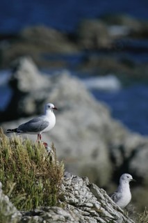Silver Gull (Chroicocephalus novaehollandiae scopulinus) with juvenile, South Island, New Zealand