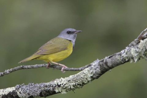 Mourning Warbler (Geothlypis philadelphia) male, West Virginia, USA