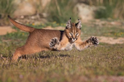 Caracal (Caracal caracal) hunting and jumping cub, Castile-La Mancha, Spain