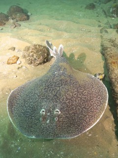 Variable electric ray (Gulf torpedo sinuspersici)