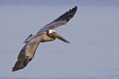 Brown Pelican (Pelecanus occidentalis) flying, Ecuador
