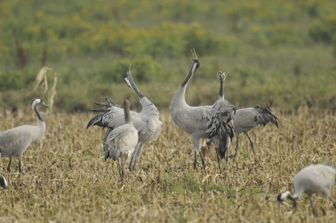 Common Crane (Grus grus), Mecklenburg-Western Pomerania, Germany