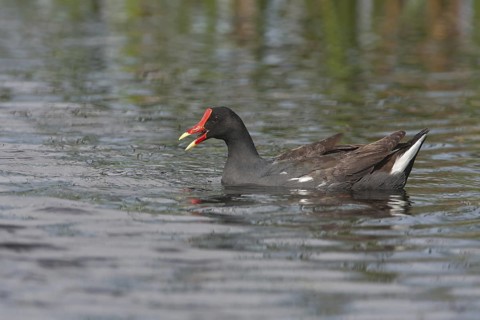 Common Gallinule (Gallinula galeata), Florida, USA