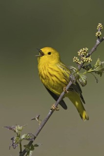 Mangrove Warbler (Setophaga petechia) male singing, Ontario, Canada