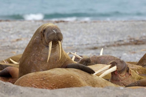 Walrus, (Odobenus rosmarus), (Trichechus rosmarus), animals, mammals, Spitsbergen, Longyearbyen,