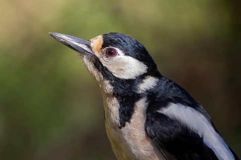 Great Spotted Woodpecker (Dendrocopos major) female, Lower Saxony, Germany