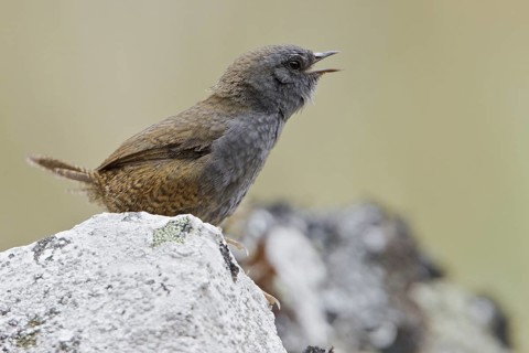 Puna Tapaculo (Scytalopus simonsi) perched on a rock in Bolivia, South America
