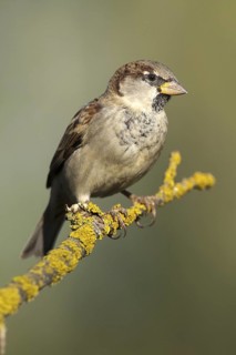 House Sparrow (Passer domesticus) male, Castile-La Mancha, Spain