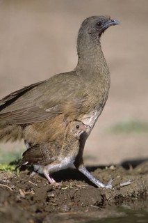 Plain Chachalaca (Ortalis vetula mccalli) juvenile, Texas, USA
