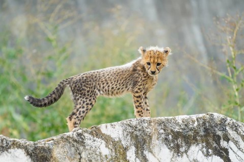 Cheetah (Acinonyx jubatus) youngster standing on a rock, captive, occurrence Africa