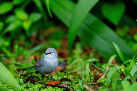 Black-tailed finch, (Estrilda perreini), migratory bird, family of finches, Africa, iSimangaliso