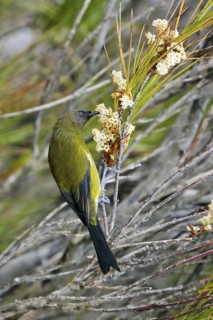 New Zealand Bellbird (Anthornis melanura), Stewart Island, New Zealand