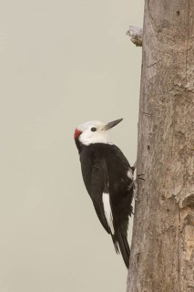 White-headed Woodpecker (Leuconotopicus albolarvatus) male, California, USA