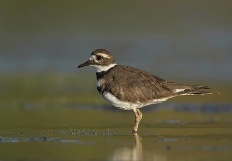 Killdeer (Charadrius vociferus), Ohio, USA