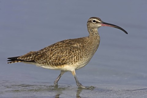 Whimbrel (Numenius phaeopus), Florida, USA