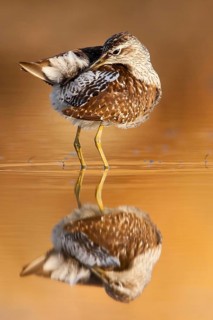 Wood Sandpiper (Tringa glareola), Greece