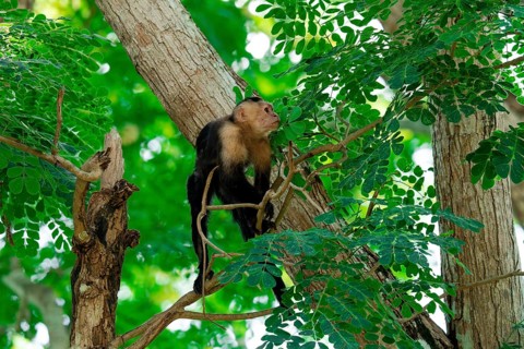 A Colombian white-faced capuchin, Cebus capucinus, perched high among vibrant green leaves,