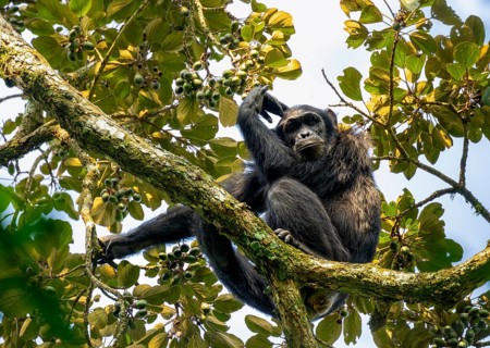 Chimpanzee (Pan Troglodytes), adult male in a tree, pensive look, Murchison Falls National Park,