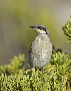 Singing Honeyeater (Gavicalis virescens), South Australia, Australia
