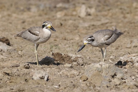 Great Stone-curlew (Esacus recurvirostris), Sri Lanka