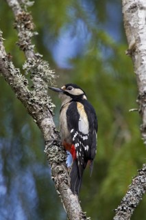 Great Spotted Woodpecker (Dendrocopos major) female perched in birch tree, Sweden