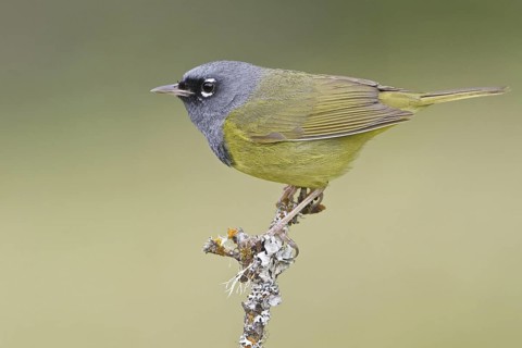 MacGillivray's Warbler (Geothlypis tolmiei), British Columbia, Canada