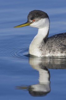 Western Grebe (Aechmophorus occidentalis), British Columbia, Canada
