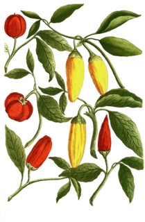Botany, plants, Solanum mordens, various variations