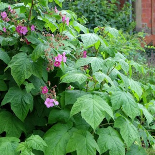 Cinnamon raspberry (Rubus odoratus), Tiefurt Castle & Park, Germany